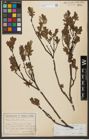 Foto von Salix waldsteiniana Willd.